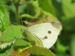 Attēlu rezultāti vaicājumam “Pieris brassicae female”