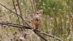 Attēlu rezultāti vaicājumam “Galerida cristata adult”