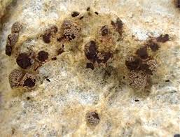 Attēlu rezultāti vaicājumam “Didymium tussilaginis spores”