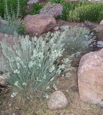 Attēlu rezultāti vaicājumam “Festuca ovina flower”