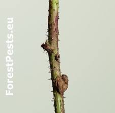 Attēlu rezultāti vaicājumam “Lasioptera rubi larva”