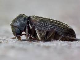 Attēlu rezultāti vaicājumam “Anobiidae”