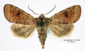 Attēlu rezultāti vaicājumam “Orthosia cruda”