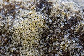 Attēlu rezultāti vaicājumam “Pilobolus crystallinus”