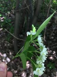 Attēlu rezultāti vaicājumam “Crataegus macracantha flower”