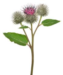 Attēlu rezultāti vaicājumam “Arctium tomentosum”