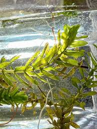 Attēlu rezultāti vaicājumam “Elodea canadensis leaf”