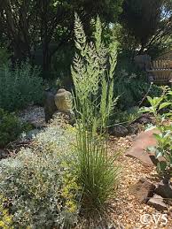Attēlu rezultāti vaicājumam “Calamagrostis canescens”
