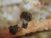 Attēlu rezultāti vaicājumam “Calicium adspersum”