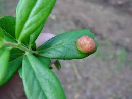 Attēlu rezultāti vaicājumam “Exobasidium splendidum”