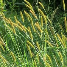 Attēlu rezultāti vaicājumam “Pistillaria sp.”