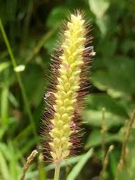 Attēlu rezultāti vaicājumam “Setaria glauca”