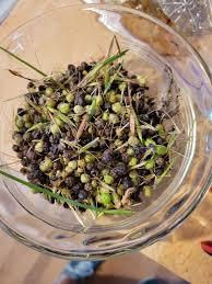 Attēlu rezultāti vaicājumam “Sisyrinchium montanum fruit”