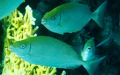 Image result for Siganus rivulatus