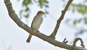 Attēlu rezultāti vaicājumam “Sylvia nisoria”