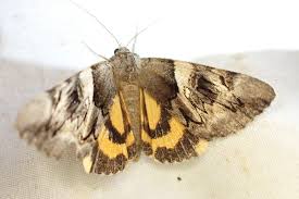 Attēlu rezultāti vaicājumam “Catocala fulminea”