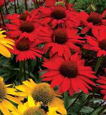 Image result for roter Sonnenhut