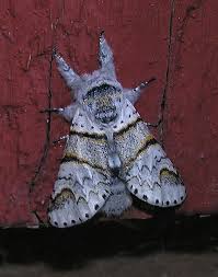 Attēlu rezultāti vaicājumam “Furcula bifida”