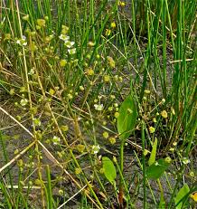 Attēlu rezultāti vaicājumam “Alisma gramineum flower”