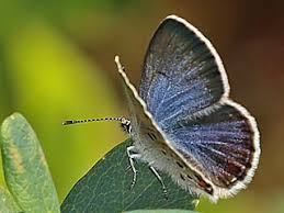 Attēlu rezultāti vaicājumam “Vacciniina optilete”