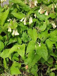 Attēlu rezultāti vaicājumam “Symphytum grandiflorum”