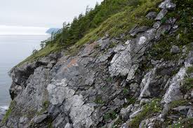 Attēlu rezultāti vaicājumam “Cladopodiella francisci”