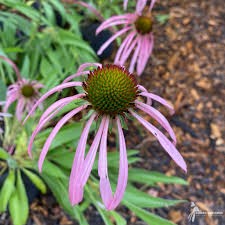 Attēlu rezultāti vaicājumam “Sclerophora pallida”