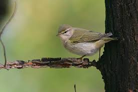 Attēlu rezultāti vaicājumam “Phylloscopus collybita adult”