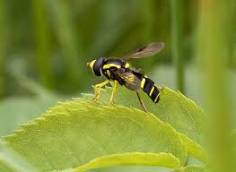 Attēlu rezultāti vaicājumam “Xanthogramma sp.”