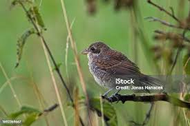 Attēlu rezultāti vaicājumam “Lanius collurio juvenile”