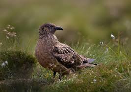 Image result for Stercorarius skua