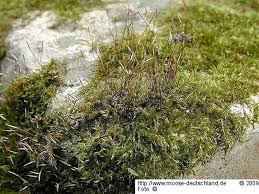 Attēlu rezultāti vaicājumam “Homomallium incurvatum”