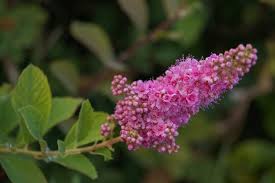 Attēlu rezultāti vaicājumam “Spiraea salicifolia flower”