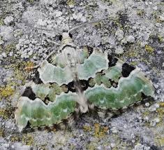 Attēlu rezultāti vaicājumam “Colostygia pectinataria male”