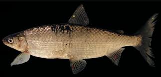 Image result for Coregonus clupeaformis