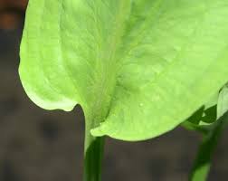 Attēlu rezultāti vaicājumam “Alisma plantago-aquatica leaf”