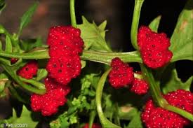 Attēlu rezultāti vaicājumam “Chenopodium foliosum fruit”