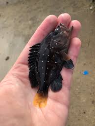 Image result for Hyporthodus niveatus