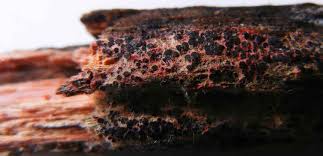 Attēlu rezultāti vaicājumam “Trichia ambigua spores”