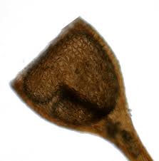 Attēlu rezultāti vaicājumam “Seligeria donniana”