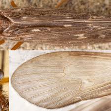 Attēlu rezultāti vaicājumam “Potamophylax”