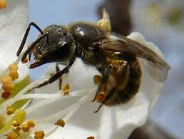 Attēlu rezultāti vaicājumam “Andrena”