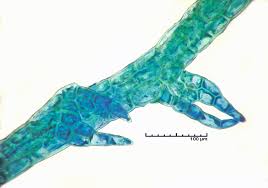 Attēlu rezultāti vaicājumam “Cephalozia catenulata”