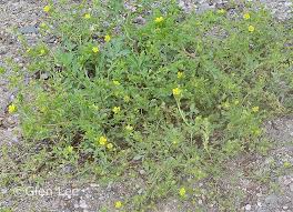 Attēlu rezultāti vaicājumam “Potentilla supina”