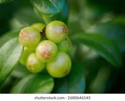 Attēlu rezultāti vaicājumam “Vaccinium vitis-idaea leaf”