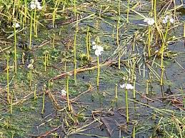 Attēlu rezultāti vaicājumam “Hottonia palustris leaf”