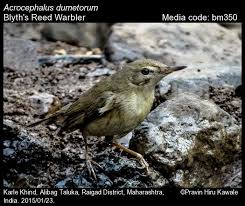 Attēlu rezultāti vaicājumam “Acrocephalus dumetorum”