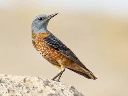 Image result for Monticola saxatilis