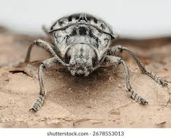 Attēlu rezultāti vaicājumam “Chalcophora mariana”