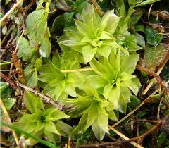 Attēlu rezultāti vaicājumam “Bryales”